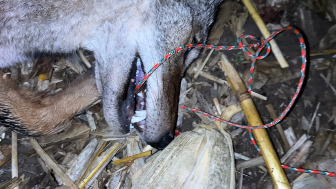 CNP-Outdoors Premium Coyote Drag – Heavy-Duty Red Grip + Reinforced Hardware