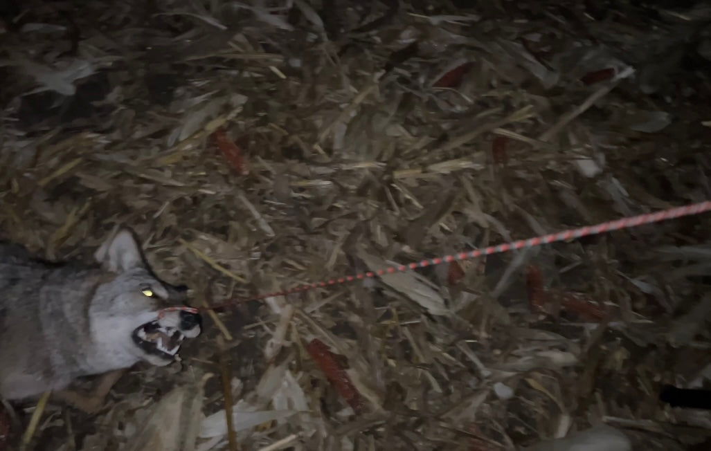 CNP-Outdoors Premium Coyote Drag – Heavy-Duty Red Grip + Reinforced Hardware